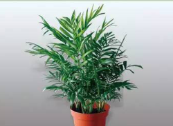 西安綠植租擺